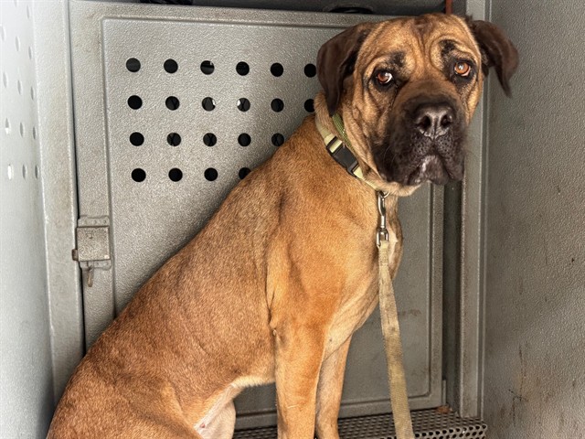 Adoptable pet photo