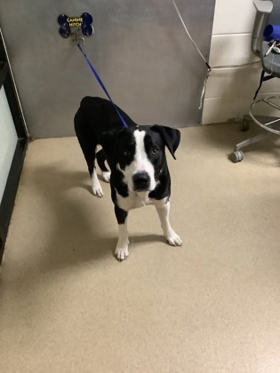 Adoptable pet photo