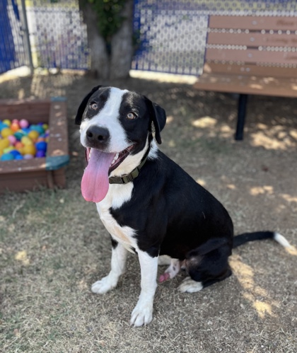 Adoptable pet photo