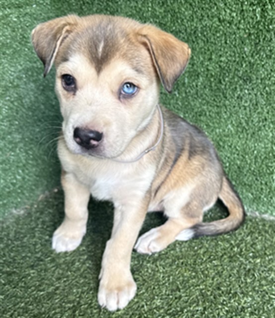 Adoptable pet photo