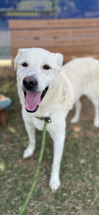 Adoptable pet photo
