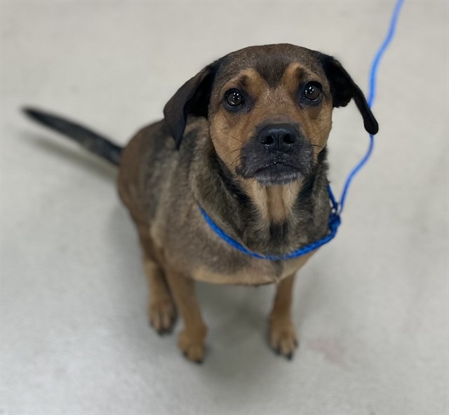 Adoptable pet photo