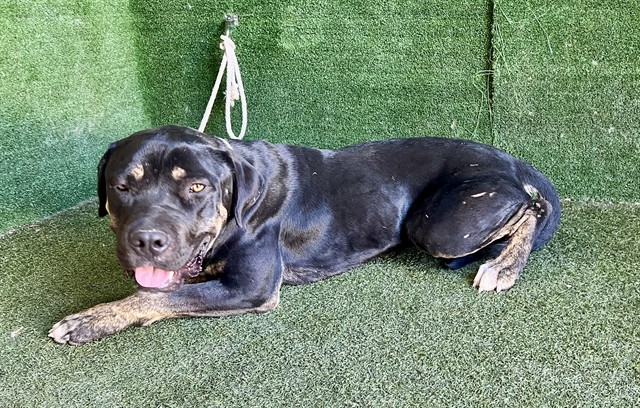 Adoptable pet photo
