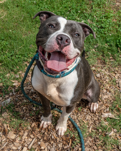 Adoptable pet photo