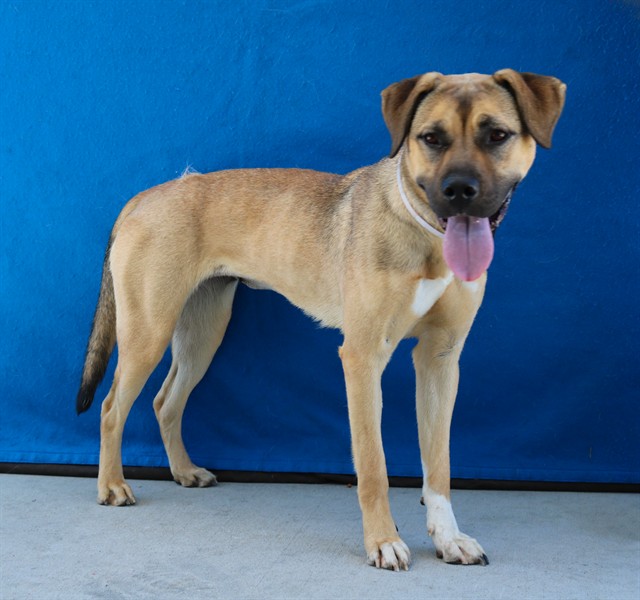 Adoptable pet photo