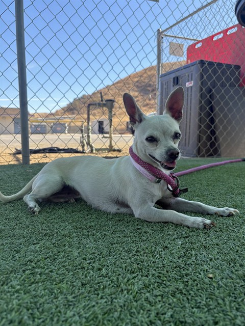 Adoptable pet photo