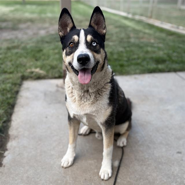 Adoptable pet photo