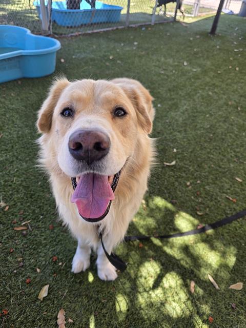 Adoptable pet photo