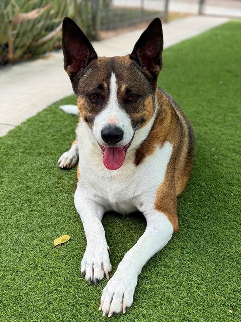 Adoptable pet photo