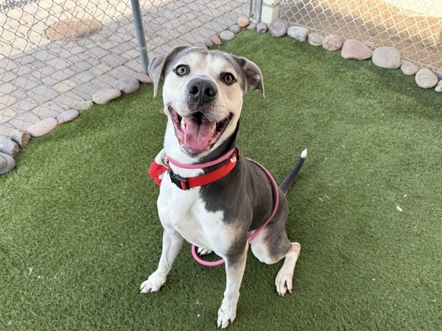Adoptable pet photo