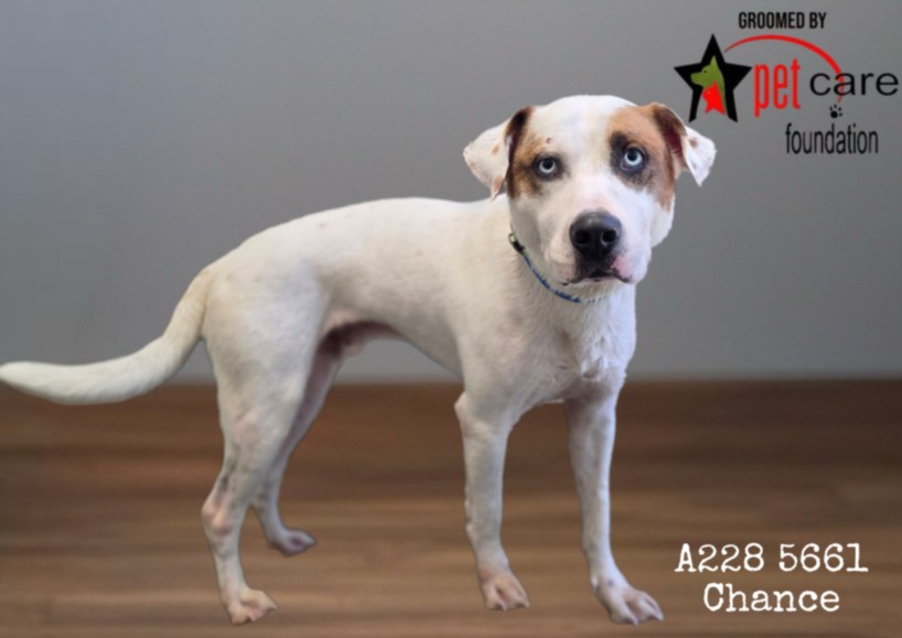 Pit Bull Terrier (mix breed) available for adoption