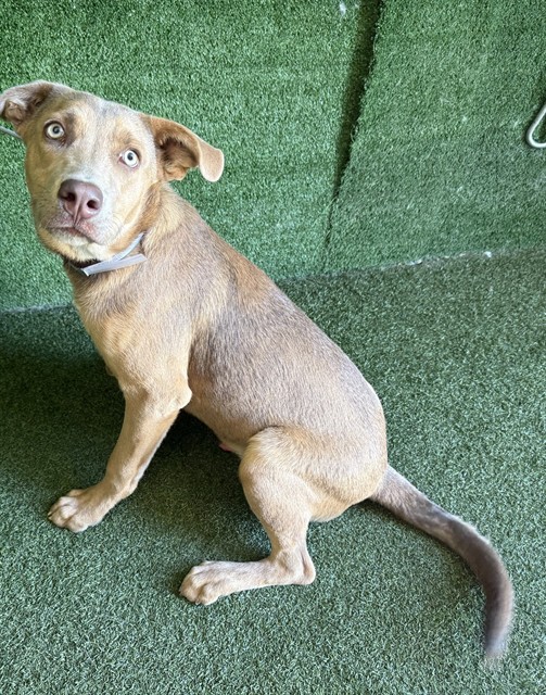 Gilbert, a Labrador Retriever, available for adoption
