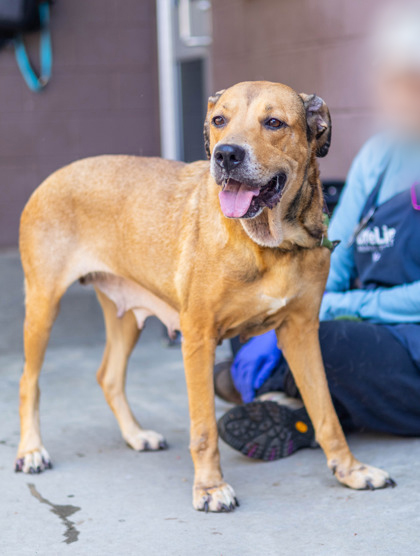 Sparkling Ice, a American Staffordshire Terrier (mix breed), available for adoption