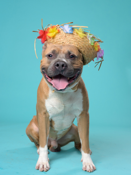 Goldan, a Pit Bull Terrier, available for adoption