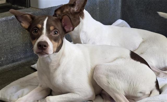 Benny, a Terrier (mix breed), available for adoption