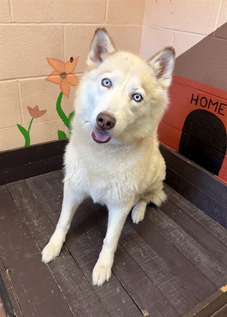 Athena, a Husky, available for adoption