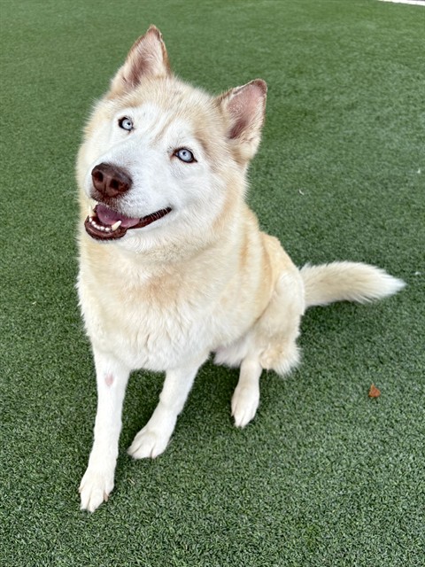 Athena, a Husky, available for adoption