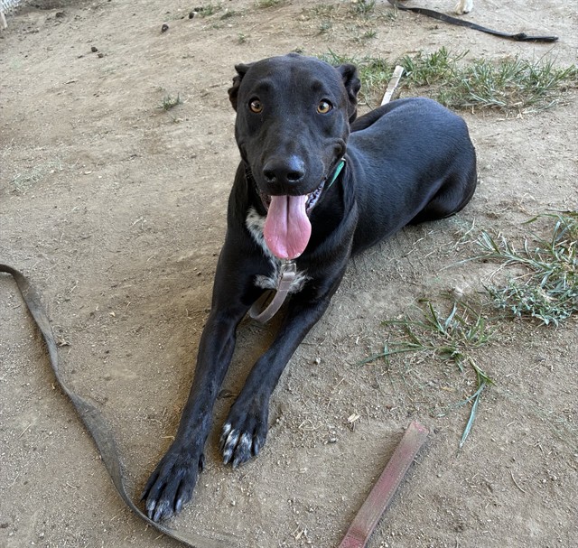 Panther, a Labrador Retriever, available for adoption