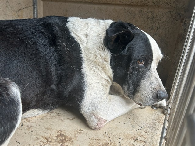 A479922, a Cattle Dog (mix breed), available for adoption
