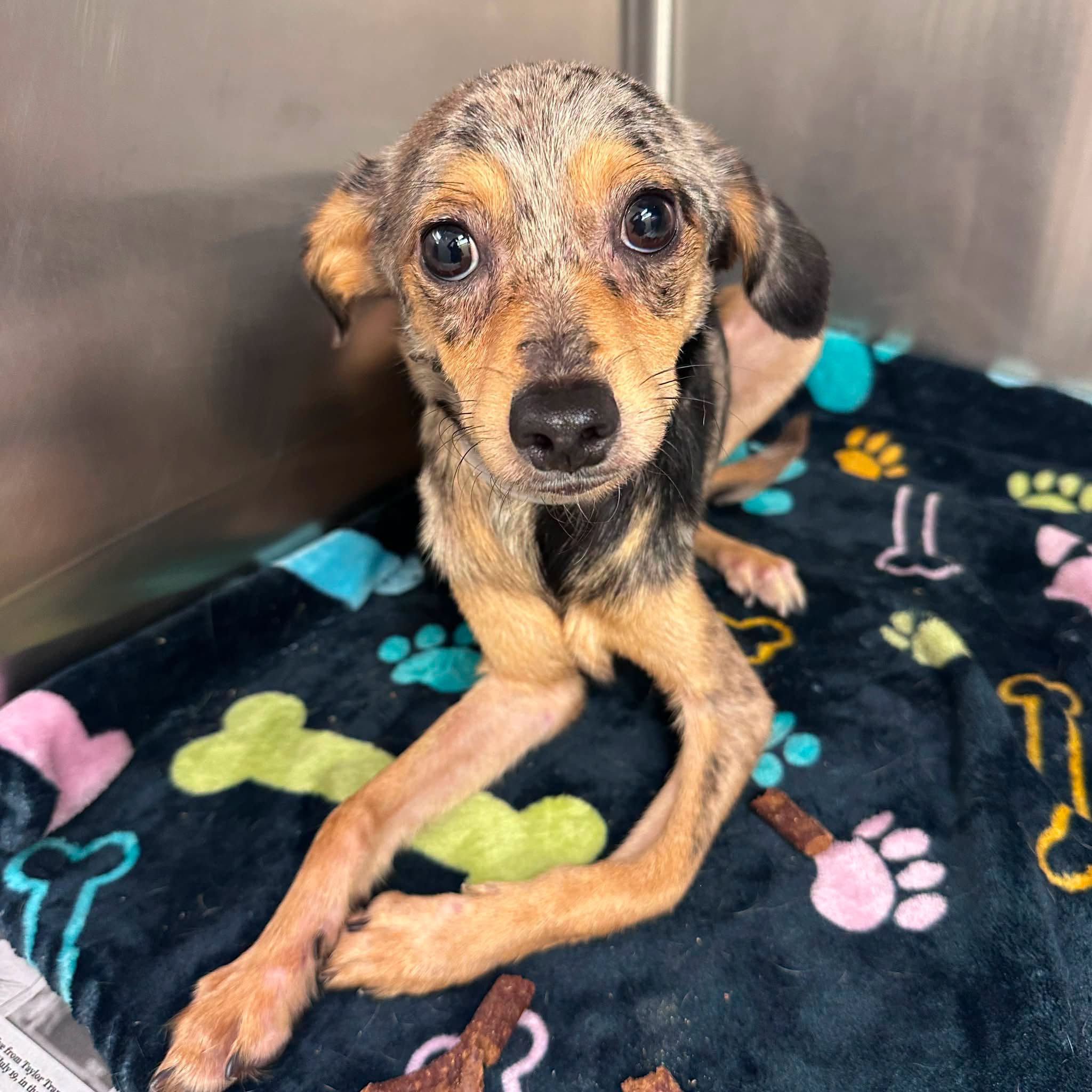 Leon, a Chihuahua (mix breed), available for adoption