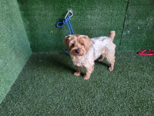 Archie, a Terrier, available for adoption