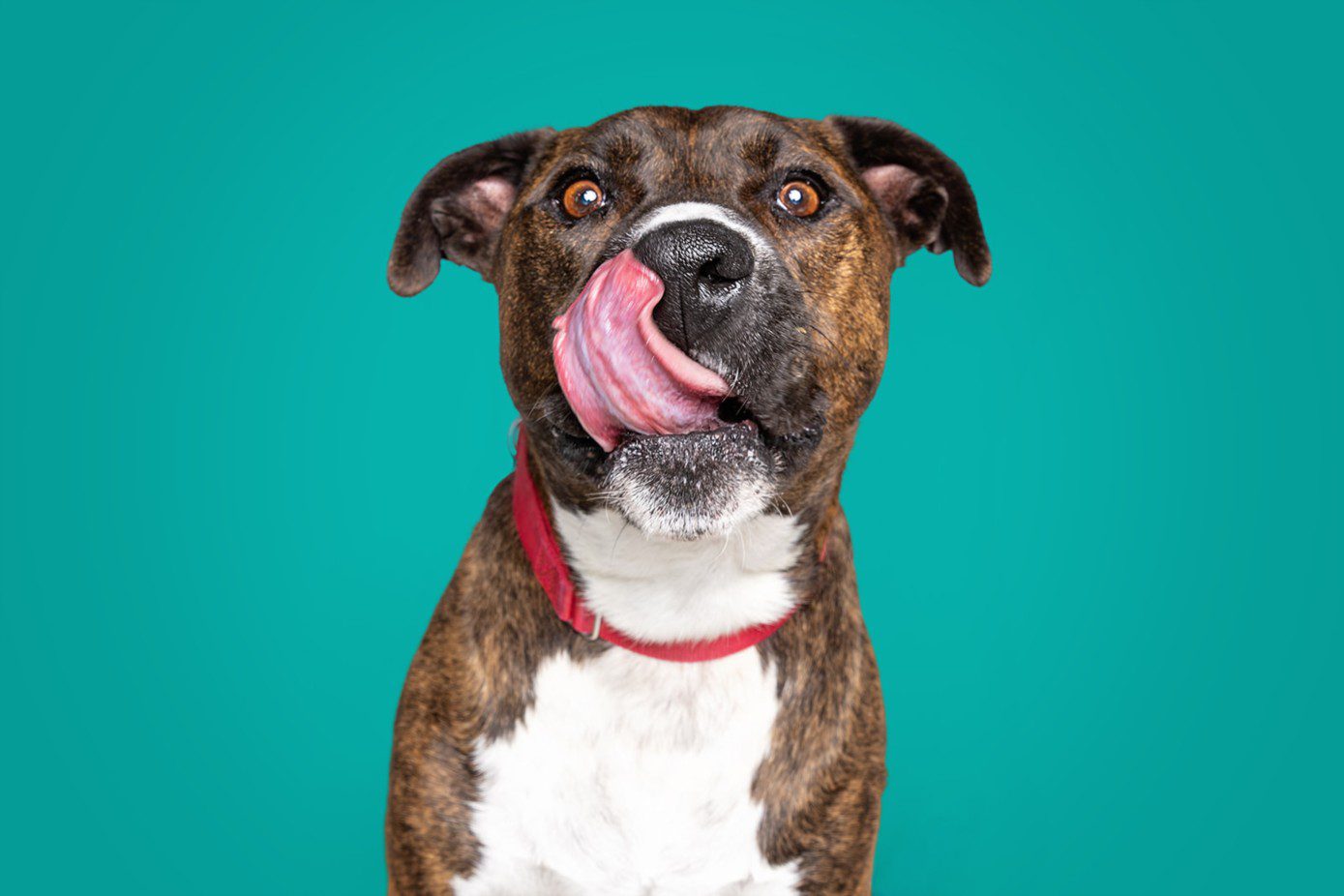 Warrior, a Mountain Cur, available for adoption