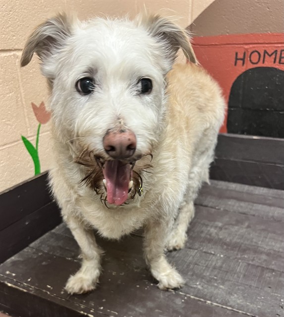 Cyrus Ariana, a Terrier, available for adoption