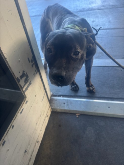 Duke, a Pit Bull Terrier, available for adoption