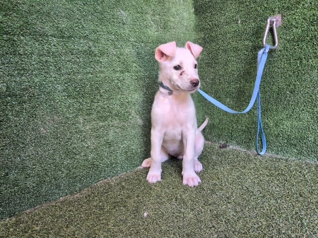 Edith, a Pit Bull Terrier, available for adoption