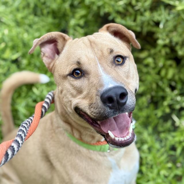 Simon, a American Staffordshire Terrier (mix breed), available for adoption