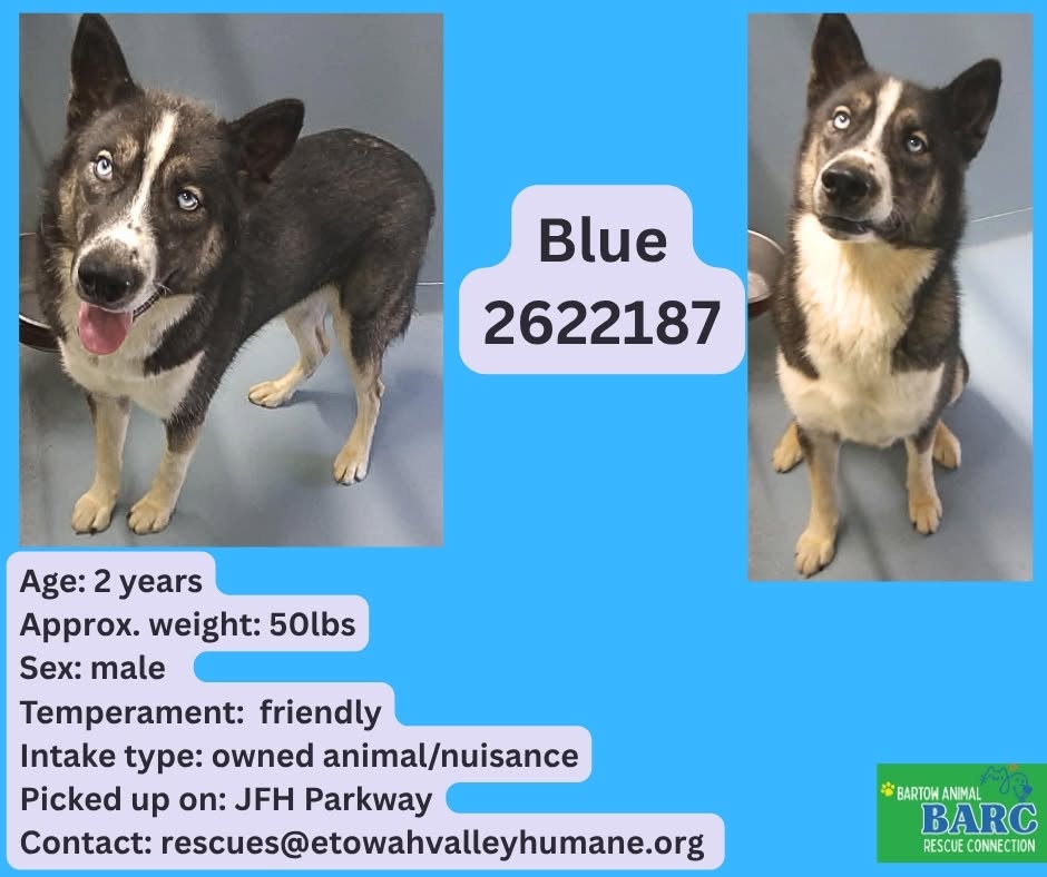 Blue, a Husky, available for adoption