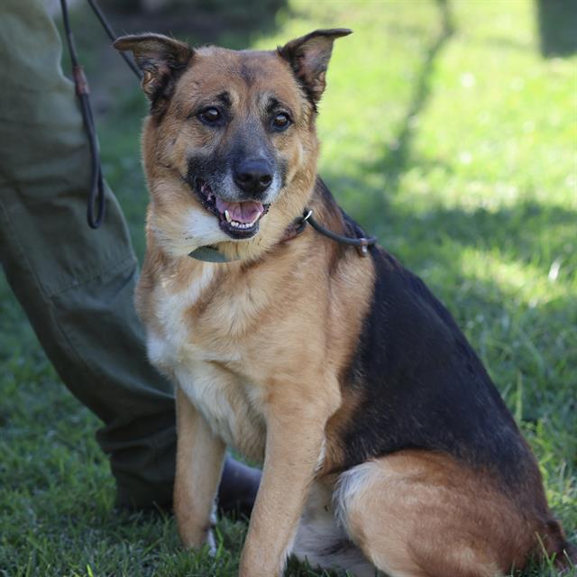 Bruiser, a German Shepherd, available for adoption