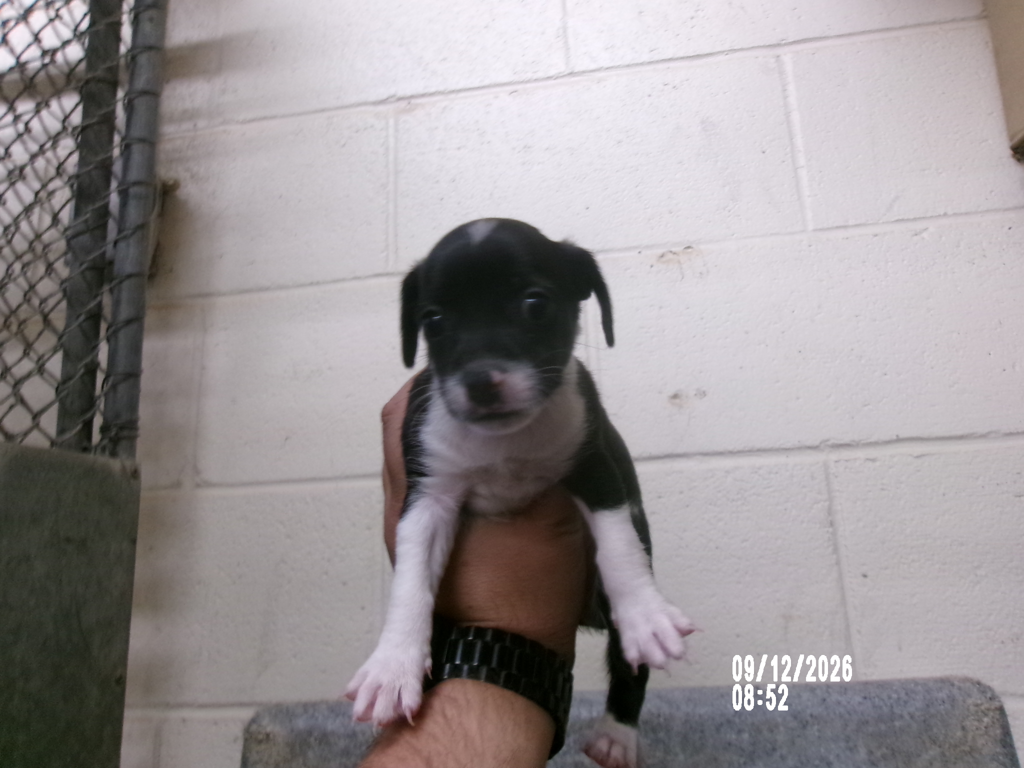 Morty, a Terrier (mix breed), available for adoption