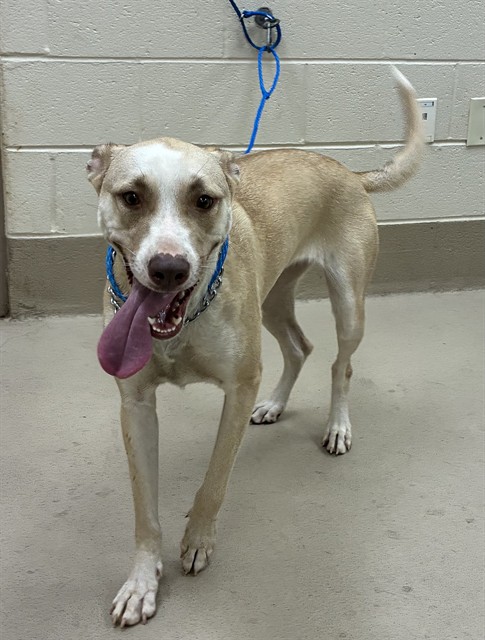 Francesca, a American Staffordshire Terrier, available for adoption
