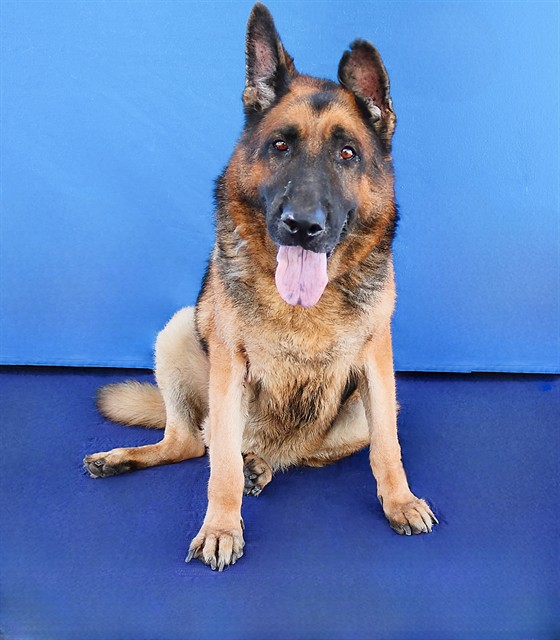 Jed Vera, a German Shepherd, available for adoption