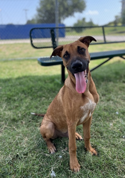 Laffy Taffy, a Black Mouth Cur, available for adoption