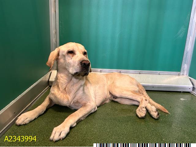 Jackson, a Yellow Labrador Retriever (mix breed), available for adoption