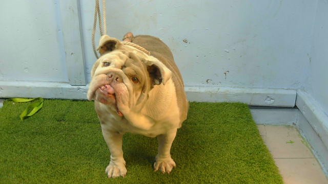 Mary Jane, a American Bulldog, available for adoption