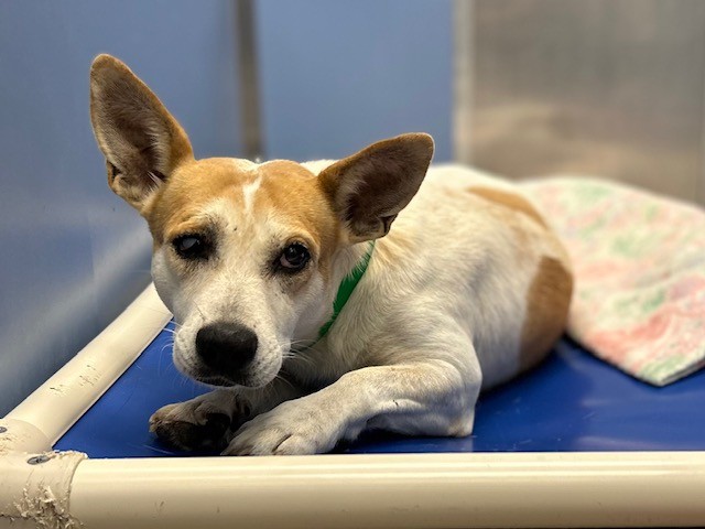Ophelia, a Cattle Dog (mix breed), available for adoption