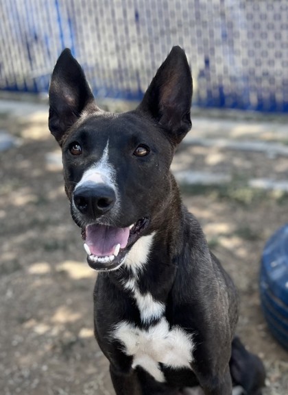 Dolly, a Pit Bull Terrier (mix breed), available for adoption