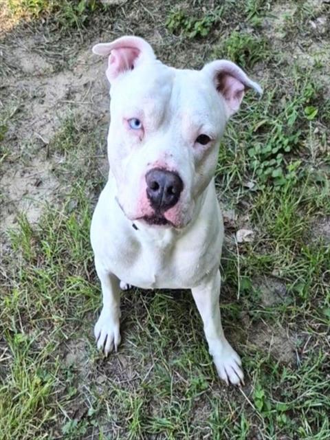 Spud, a Staffordshire Bull Terrier (mix breed), available for adoption