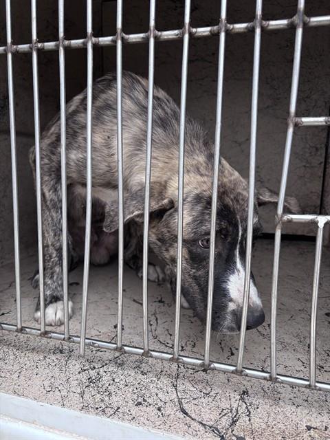 A480948, a Catahoula Leopard Dog, available for adoption