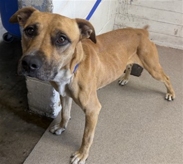 Harper, a Pit Bull Terrier, available for adoption