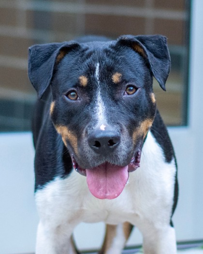 Hawfinch, a American Staffordshire Terrier (mix breed), available for adoption