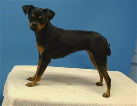 A5802638, a Doberman Pinscher, available for adoption
