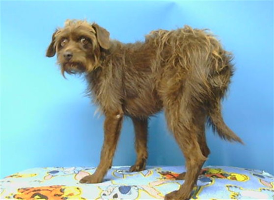 Twinky, a Terrier, available for adoption