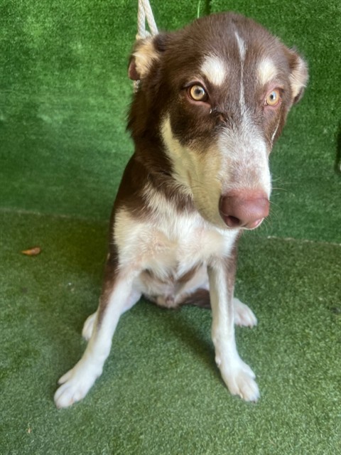 Nino Brown, a Siberian Husky, available for adoption