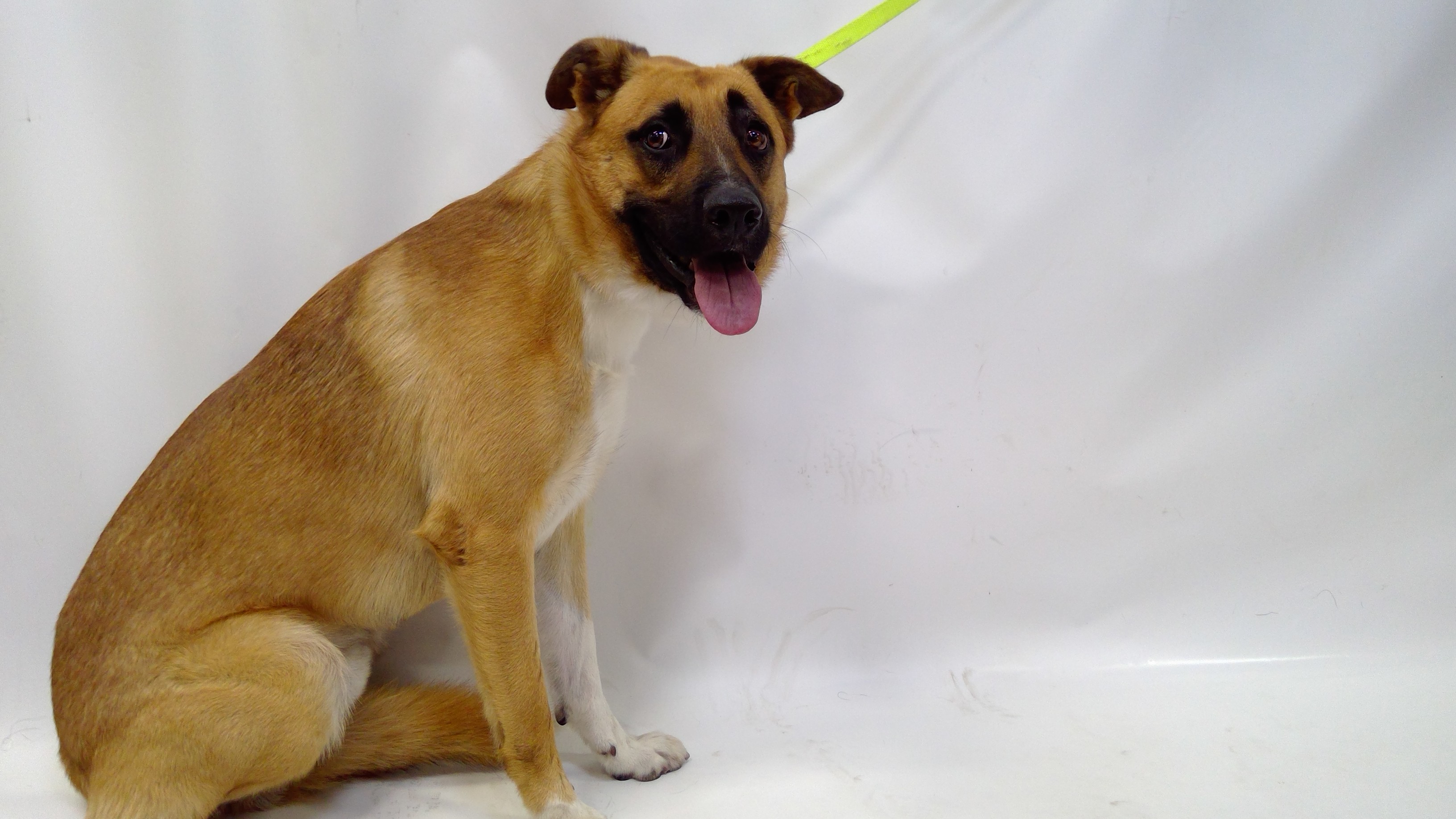 27-02649, a German Shepherd (mix breed), available for adoption