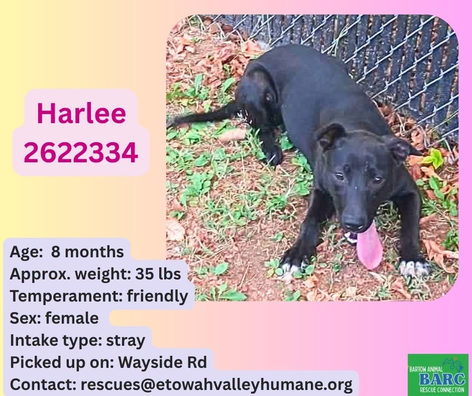 Harlee, a Retriever, available for adoption