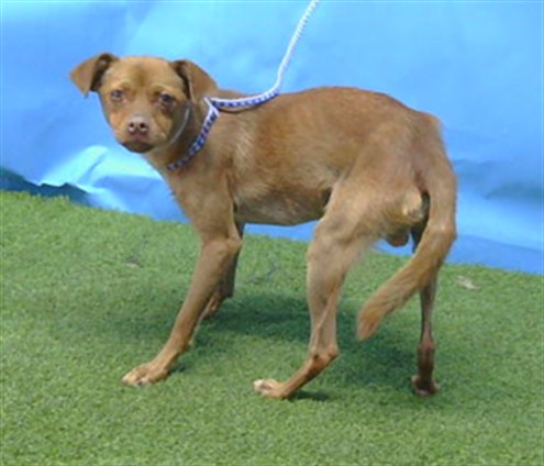 A5804372, a Terrier, available for adoption
